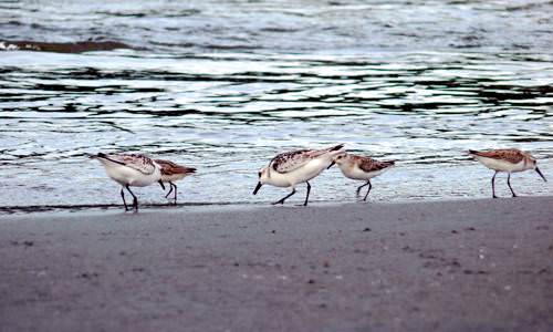 Aves da Praia